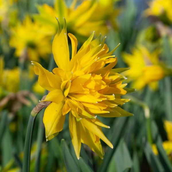 Bulbes à fleurs à planter à l'automne - Narcisse Rip Van Winkle (x8) - face recto